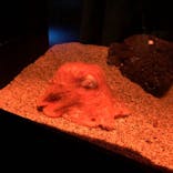 サンシャイン水族館に投稿された画像（2020/12/26）