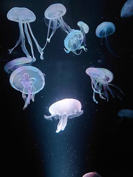 京都水族館に投稿された画像（2020/12/26）