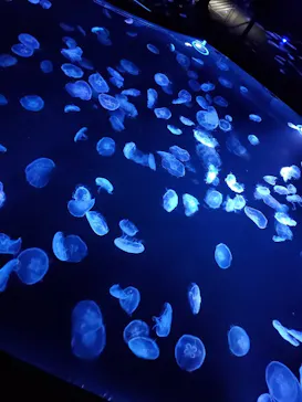 すみだ水族館に投稿された画像（2020/12/26）