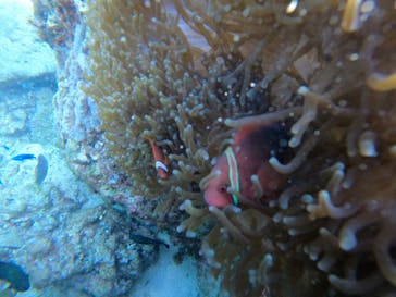 青の洞窟専門店　沖縄ダイビングショップ和に投稿された画像（2020/12/26）