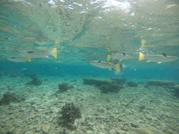 武藤潜水に投稿された画像（2020/12/26）