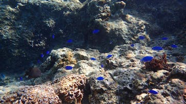 ダイビングショップ Sea Free（シーフリー）に投稿された画像（2020/12/26）