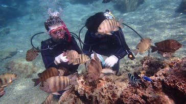 ダイビングショップ Sea Free（シーフリー）に投稿された画像（2020/12/26）