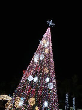 美らヤシパークオキナワ・東南植物楽園に投稿された画像（2020/12/26）