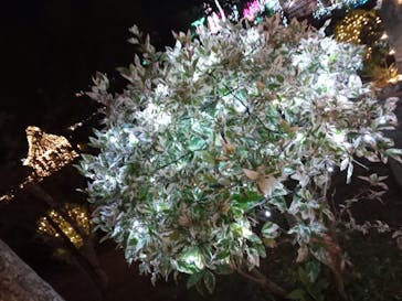 美らヤシパークオキナワ・東南植物楽園に投稿された画像（2020/12/26）