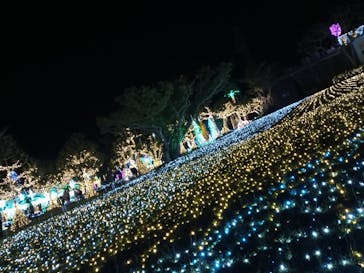 美らヤシパークオキナワ・東南植物楽園に投稿された画像（2020/12/26）