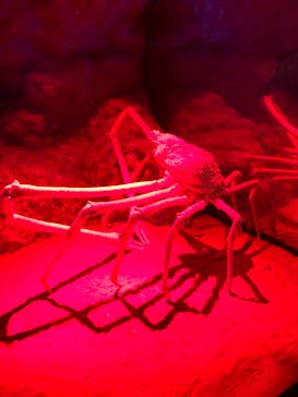 伊豆・三津シーパラダイスに投稿された画像（2020/12/26）