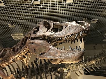 国立科学博物館に投稿された画像（2020/12/26）