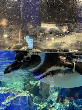 すみだ水族館に投稿された画像（2020/12/26）