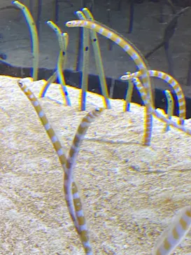 すみだ水族館に投稿された画像（2020/12/26）