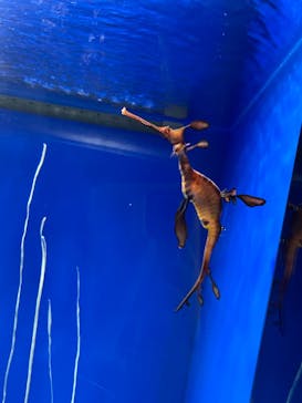 サンシャイン水族館に投稿された画像（2020/12/26）