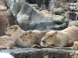 伊豆シャボテン動物公園に投稿された画像（2020/12/26）