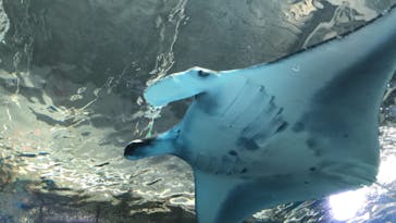 マクセル アクアパーク品川に投稿された画像（2020/12/26）