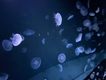 サンシャイン水族館に投稿された画像（2020/12/26）