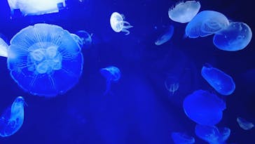 サンシャイン水族館に投稿された画像（2020/12/26）