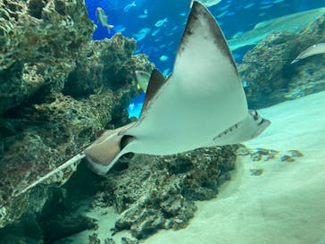 サンシャイン水族館に投稿された画像（2020/12/26）