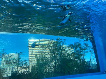 サンシャイン水族館に投稿された画像（2020/12/26）