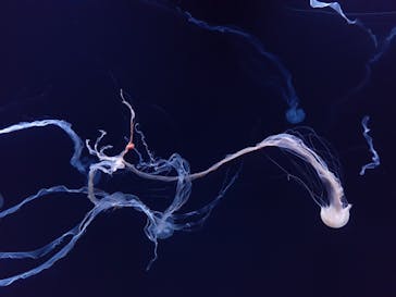 サンシャイン水族館に投稿された画像（2020/12/26）