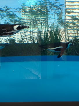 サンシャイン水族館に投稿された画像（2020/12/26）