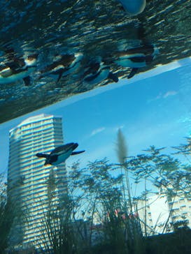 サンシャイン水族館に投稿された画像（2020/12/26）