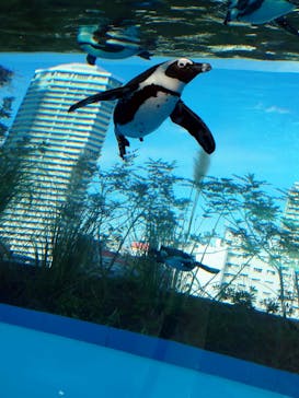 サンシャイン水族館に投稿された画像（2020/12/26）