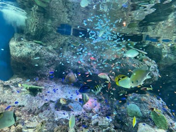 マクセル アクアパーク品川に投稿された画像（2020/12/26）