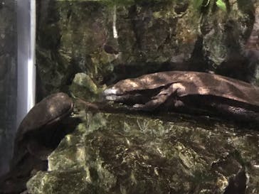 京都水族館に投稿された画像（2020/12/26）