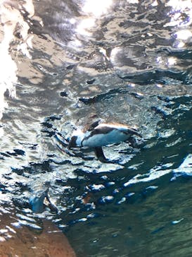 京都水族館に投稿された画像（2020/12/26）