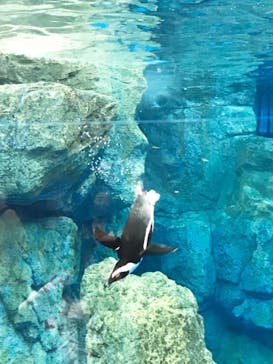 京都水族館に投稿された画像（2020/12/26）