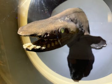 しながわ水族館に投稿された画像（2020/12/26）