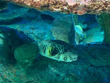 しながわ水族館に投稿された画像（2020/12/26）