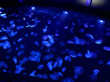 すみだ水族館に投稿された画像（2020/12/26）