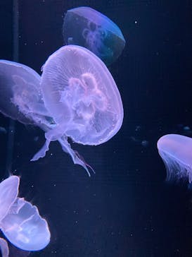 京都水族館に投稿された画像（2020/12/26）