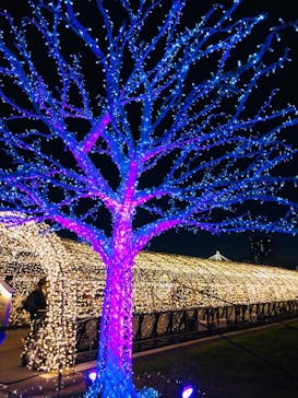 東京メガイルミに投稿された画像（2020/12/26）