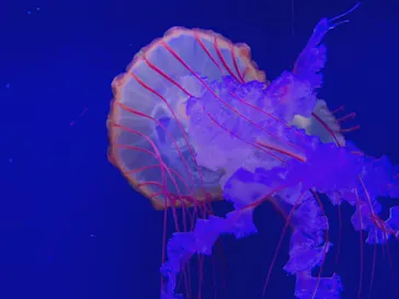 すみだ水族館に投稿された画像（2020/12/26）