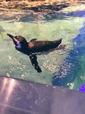 すみだ水族館に投稿された画像（2020/12/26）