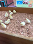 東武動物公園に投稿された画像（2020/12/26）