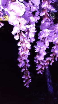 東京メガイルミに投稿された画像（2020/12/26）