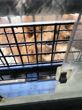 群馬サファリパークに投稿された画像（2020/12/26）