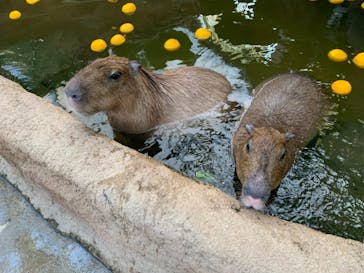 神戸どうぶつ王国に投稿された画像（2020/12/26）