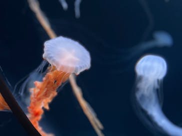 サンシャイン水族館に投稿された画像（2020/12/26）