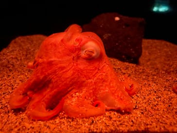 サンシャイン水族館に投稿された画像（2020/12/26）