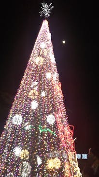 美らヤシパークオキナワ・東南植物楽園に投稿された画像（2020/12/26）