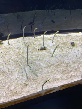 すみだ水族館に投稿された画像（2020/12/26）