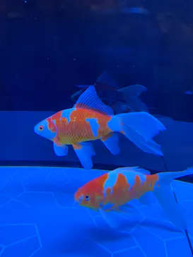 すみだ水族館に投稿された画像（2020/12/26）