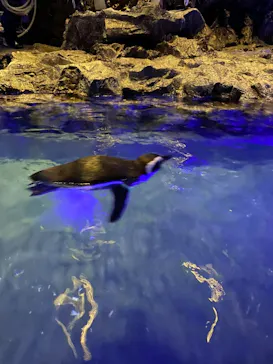 すみだ水族館に投稿された画像（2020/12/26）