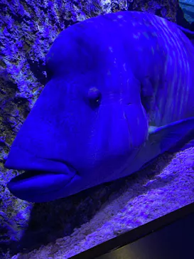 すみだ水族館に投稿された画像（2020/12/26）