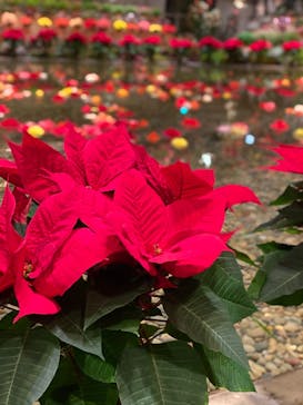 なばなの里に投稿された画像（2020/12/26）