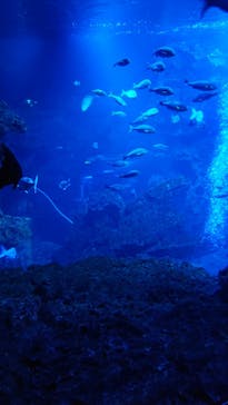 京都水族館に投稿された画像（2020/12/26）