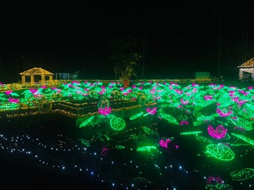 美らヤシパークオキナワ・東南植物楽園に投稿された画像（2020/12/26）